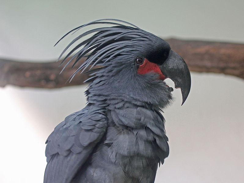 PalmCockatoo