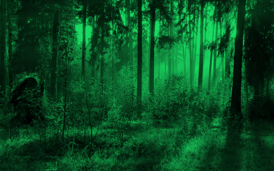 forest.png