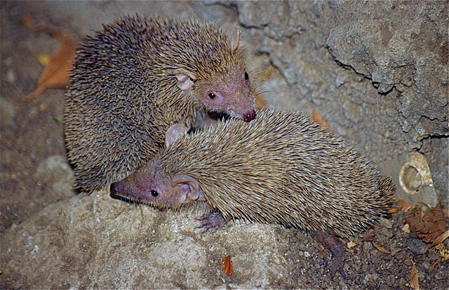 lesserhedgehogtenrec.jpg