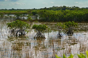 Everglades.jpg