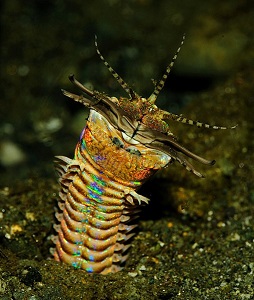 BobbitWorm.jpg
