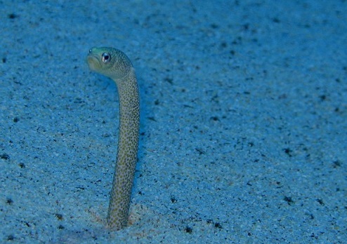 eel3.jpg