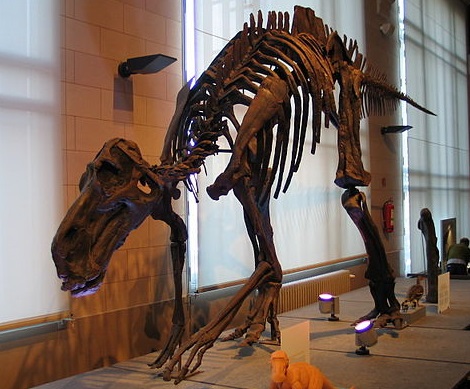 Maiasaura.jpg