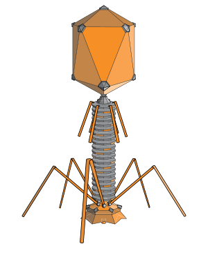 phage.png