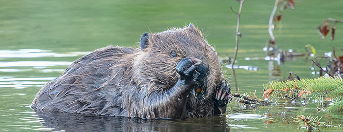 Beaver.png