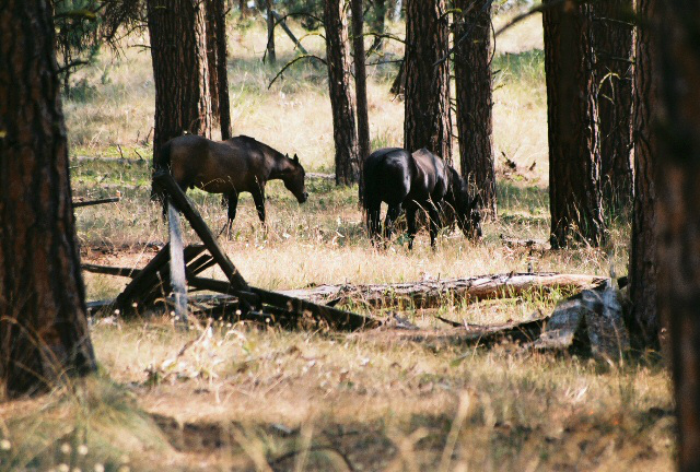wild-horses.jpg