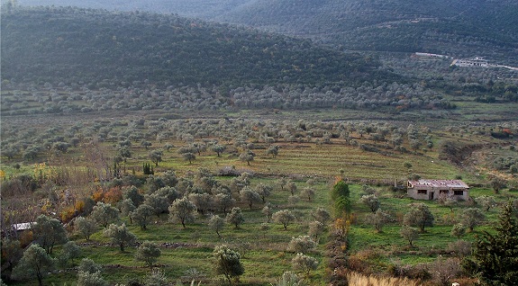 Olive_groves_in_Syria.jpg