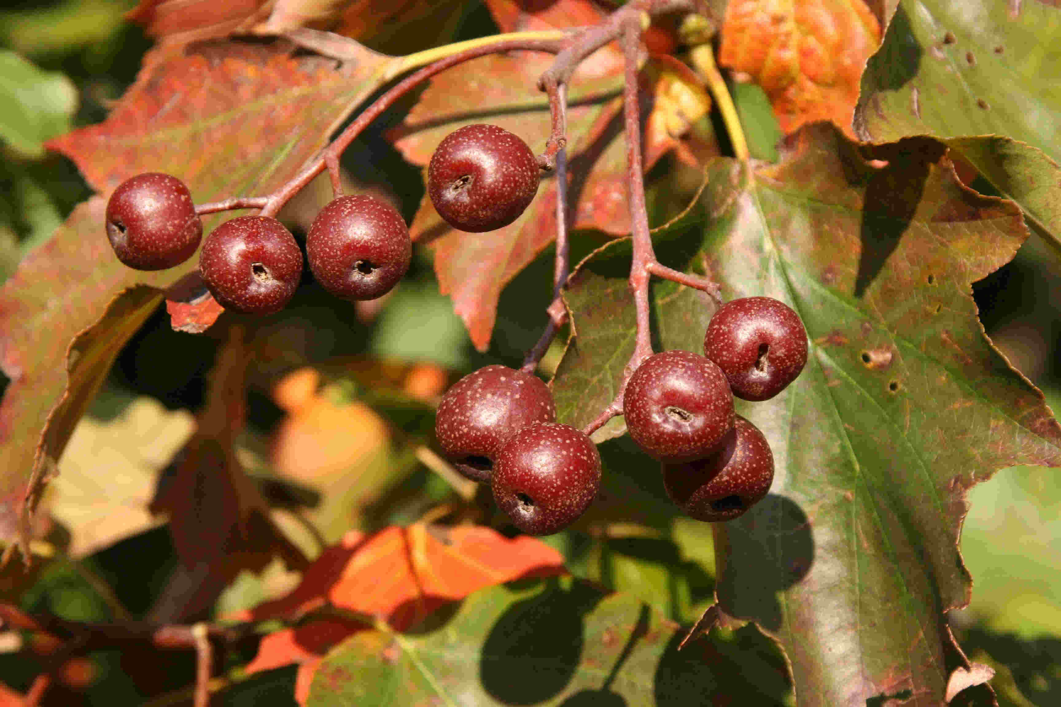 Sorbus_torminalis_Weinsberg.jpg