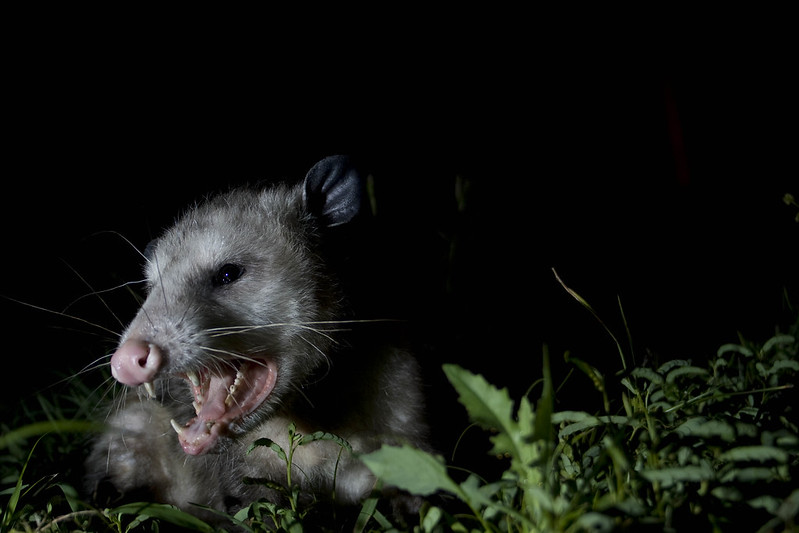 Possum2.jpg