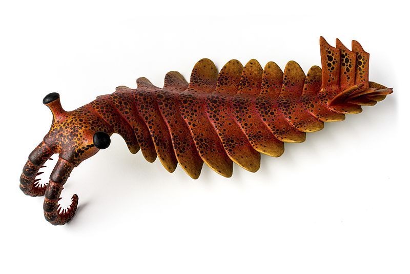 anomalocaris_model_2.jpg