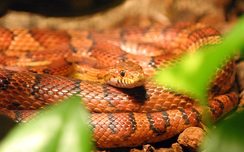 cornsnake.jpg
