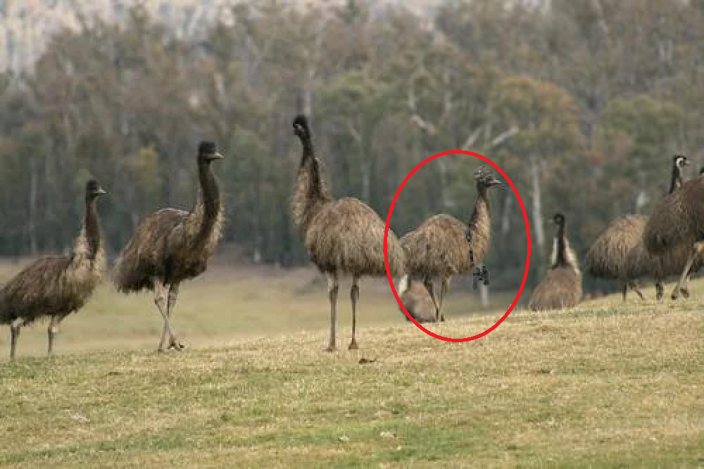 emus2.jpg