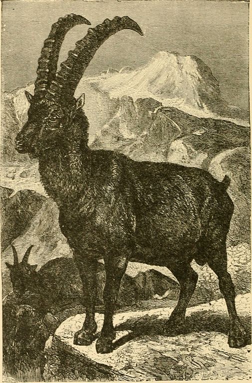 goat.jpg