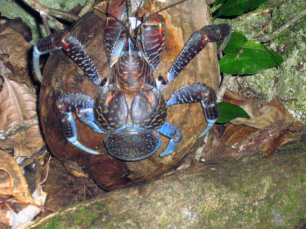 Coconut_Crab.jpg