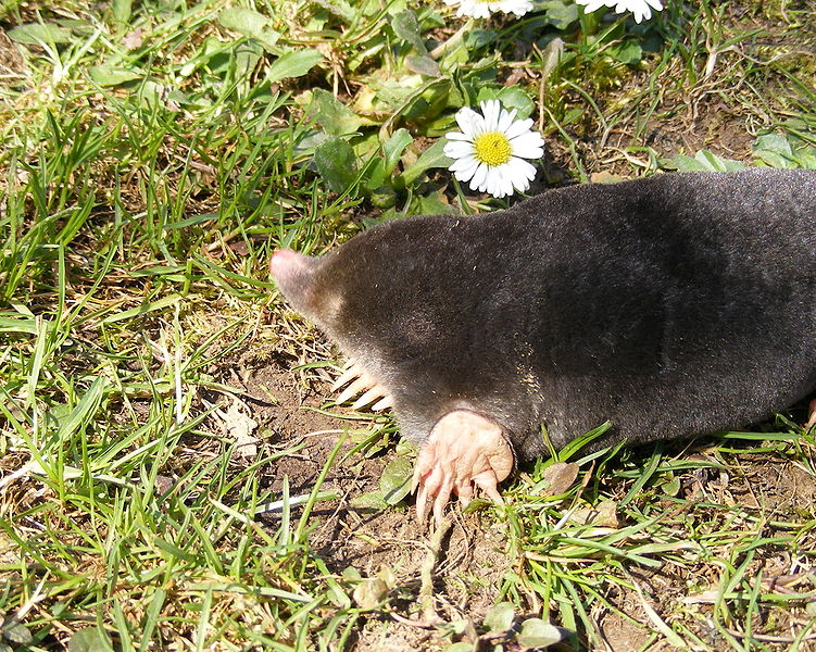 mole.png