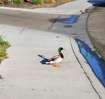 duckquestsmall.jpg