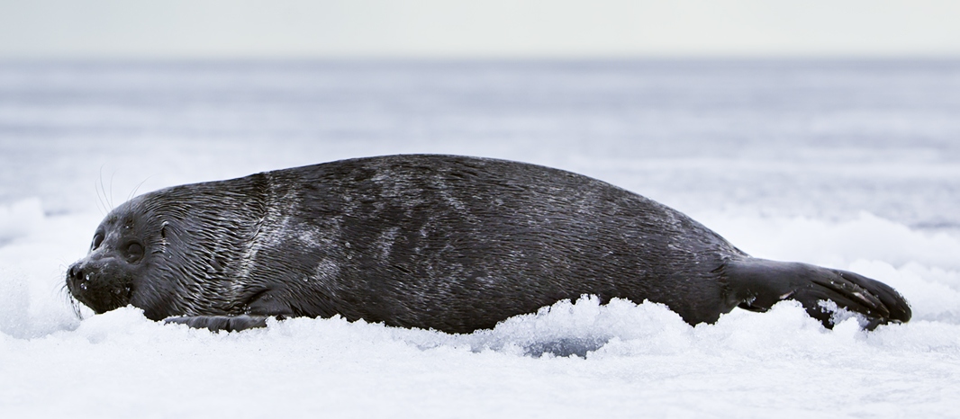 Baikal-seal_4747-pho.jpg