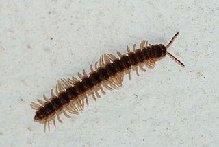 millipede.jpg
