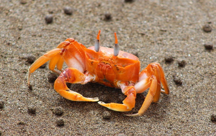 crab1