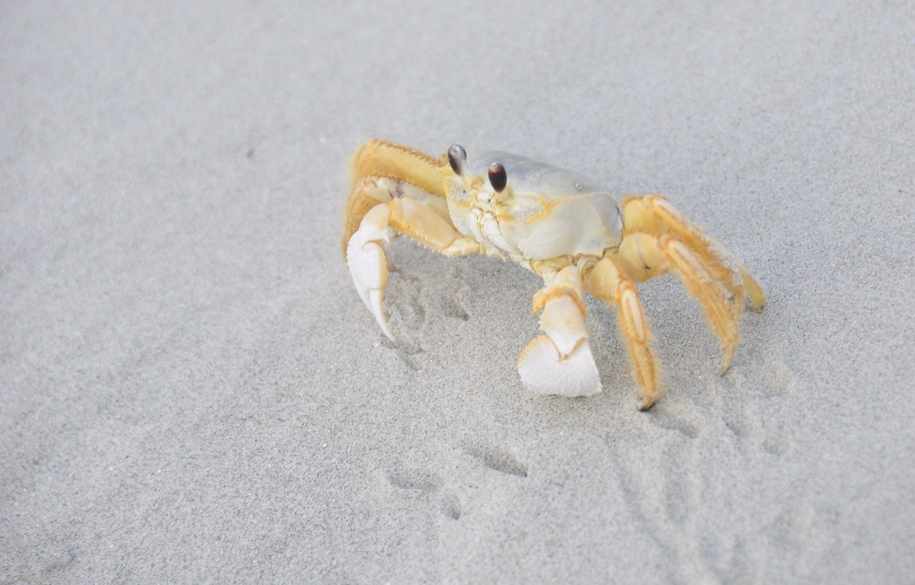 crab2