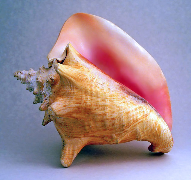 conch.jpg