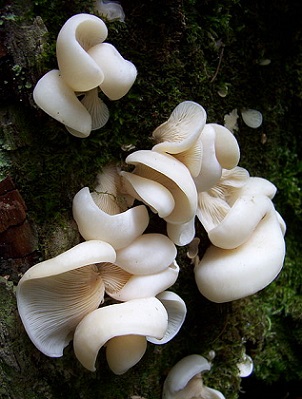 Fungi.JPG