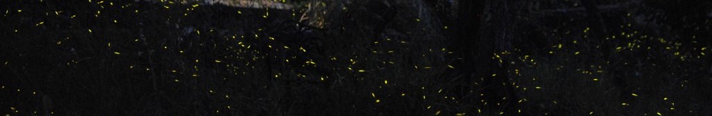 fireflies1.jpg