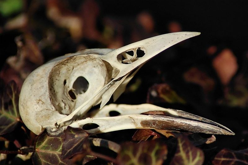 magpie_skull.jpg