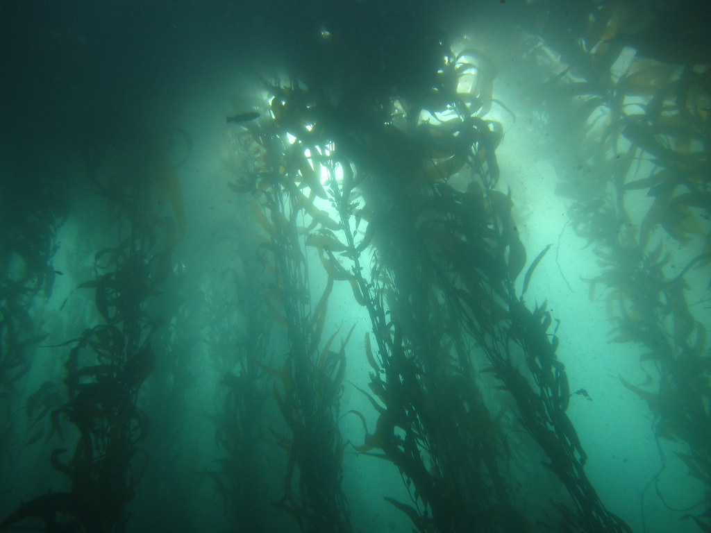 Kelp1