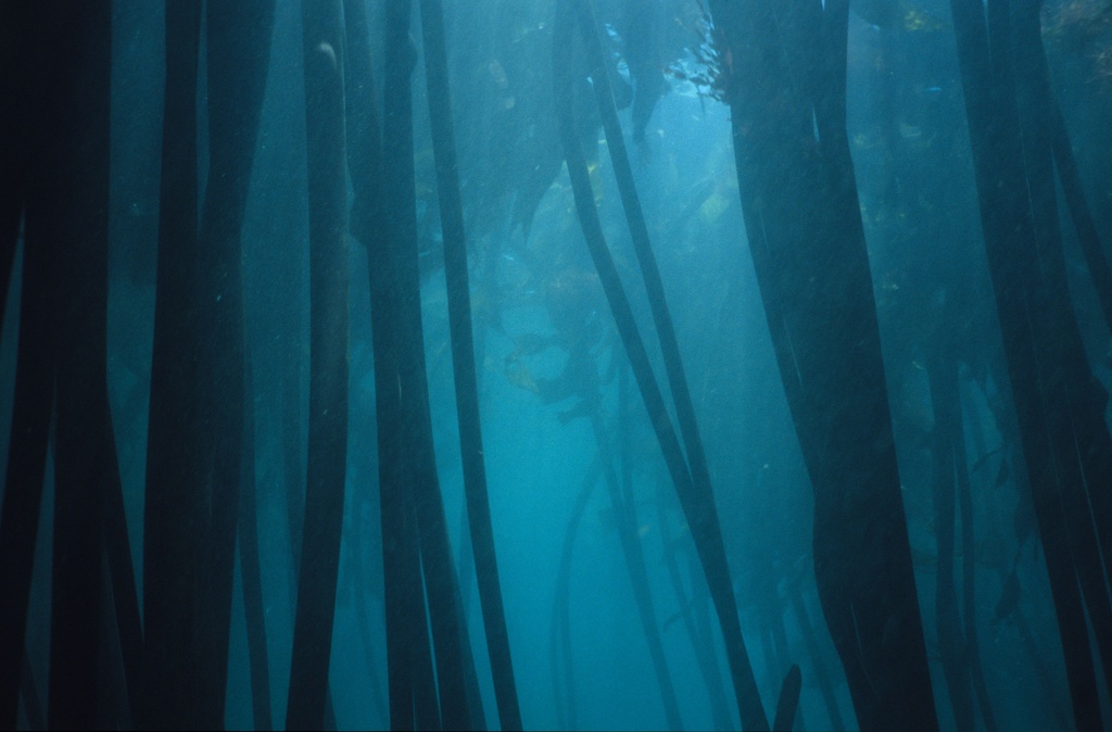 Kelp2