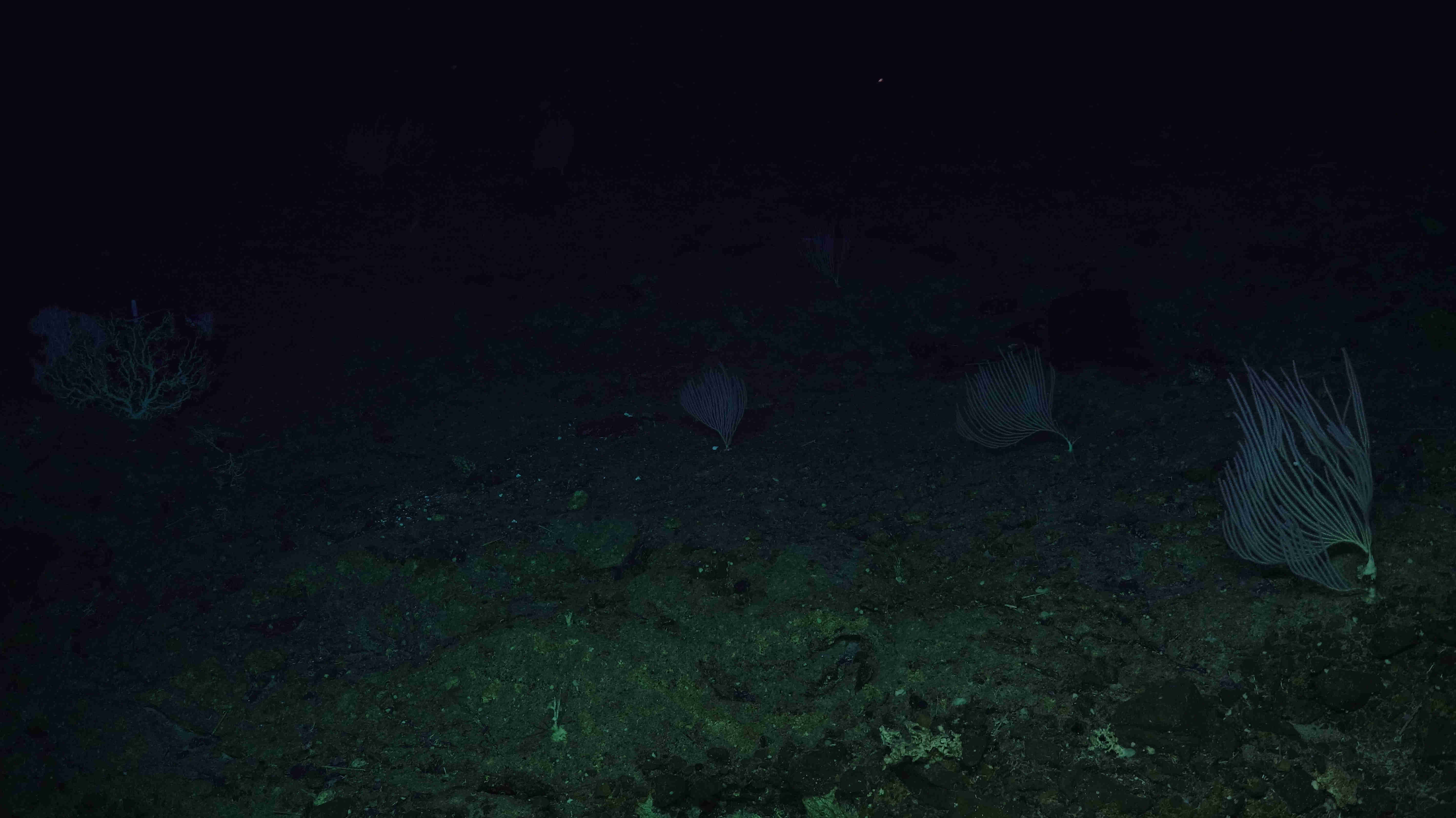deepsea