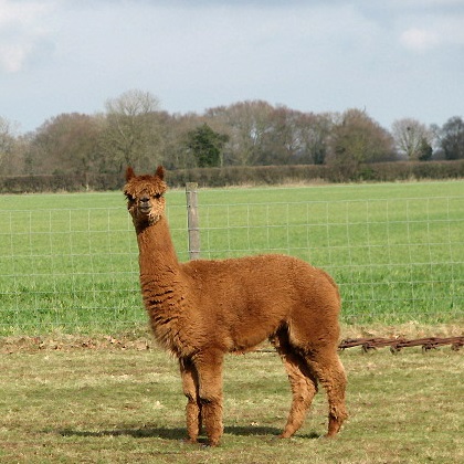 alpaca.jpg