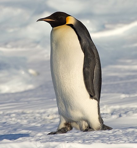 444px-Emperor_Penguin_Manchot_empereur.jpg