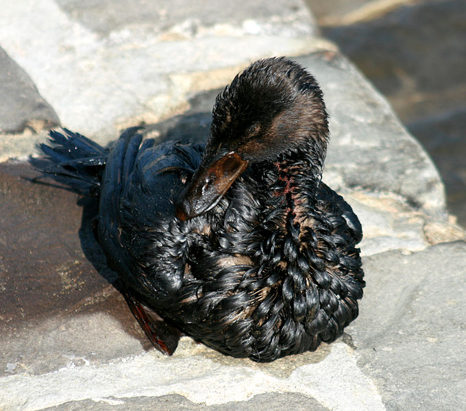 680px-Oiled_bird_3.jpg