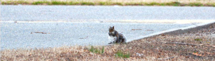 squirrel_cropped.jpg