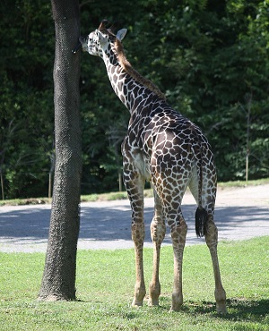Giraffe.jpg