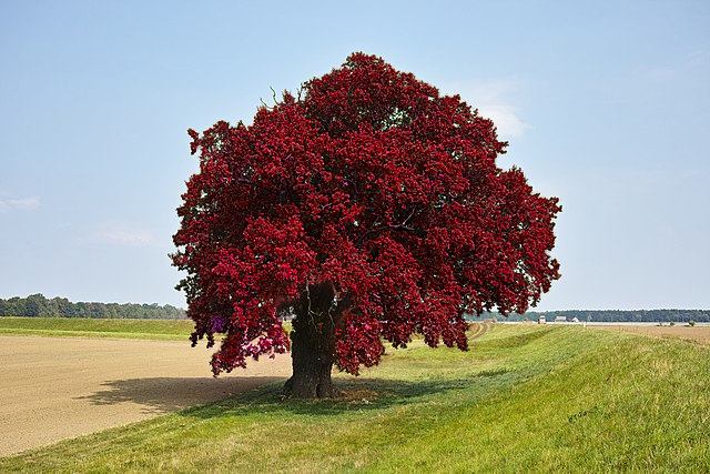 RedTree