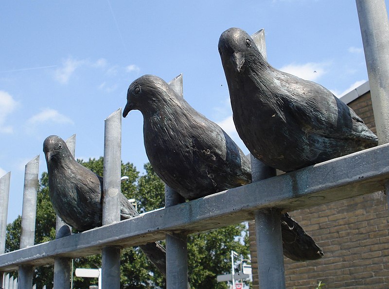 pigeons