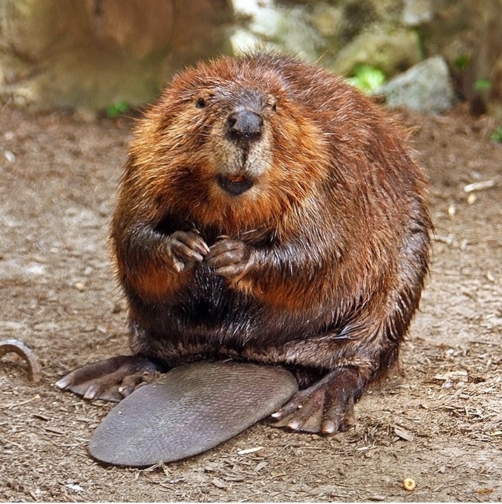 6622-beaver.jpeg