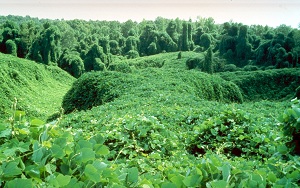 kudzu.jpg