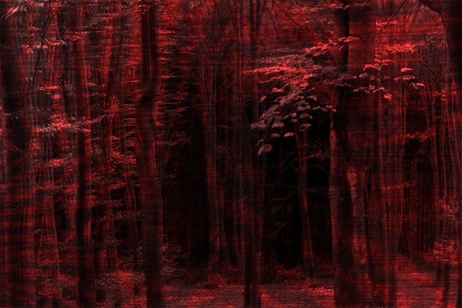 forest.jpg