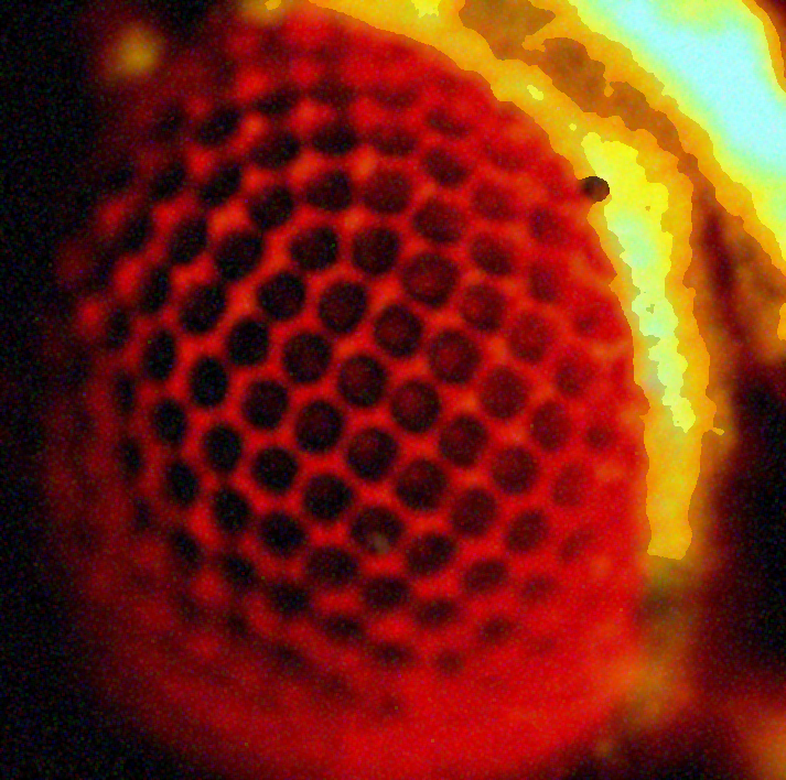 A distorted close-up of a fly's eye.