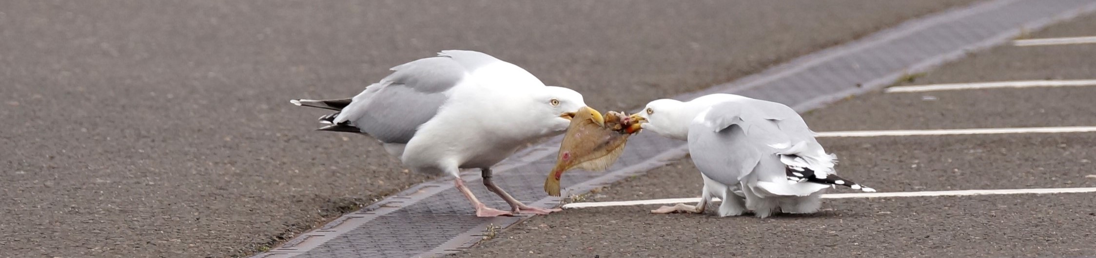 Foodbirds3.jpg