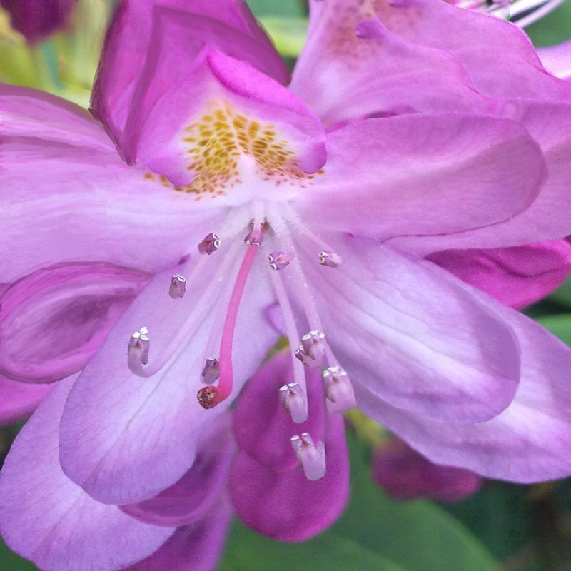 Rhododendron Aeternitas - 无尽杜鹃花