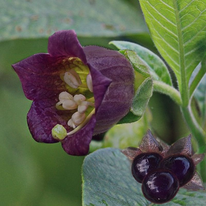 Belladonna Pellax - 谎言颠茄