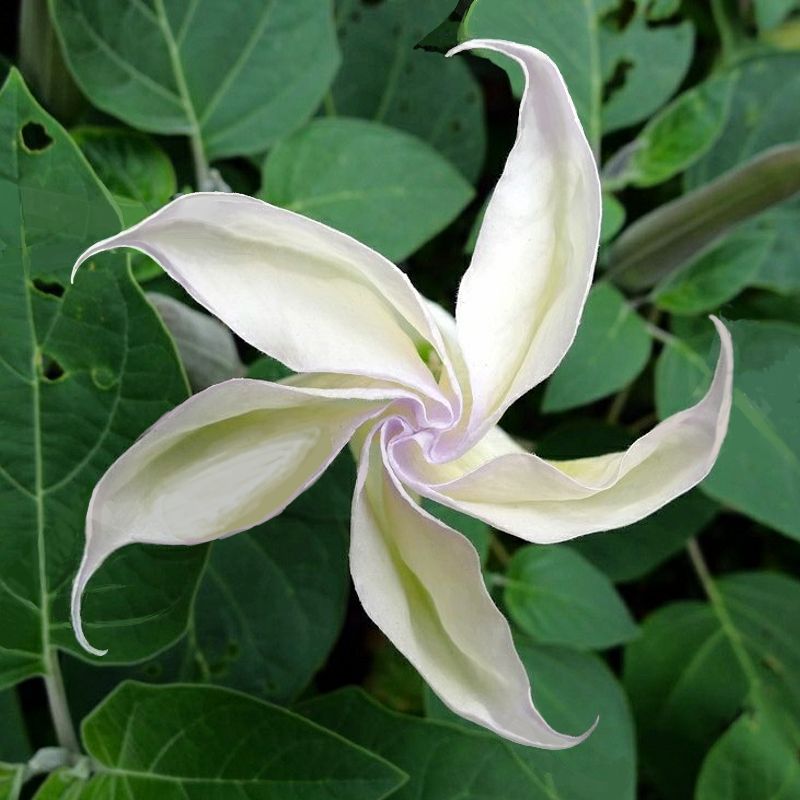 Datura Cordolium - 苦痛月光花