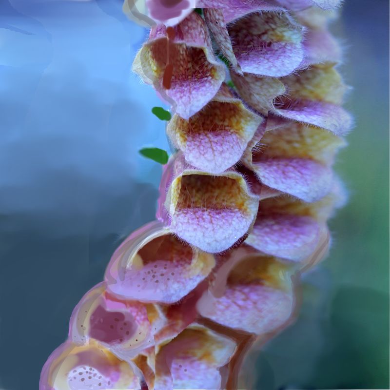 Digitalis Cadaveris - 亡者筋骨草