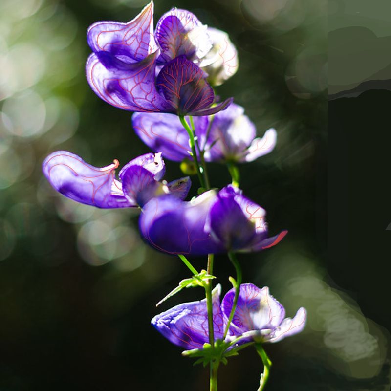 monkshood2.jpg