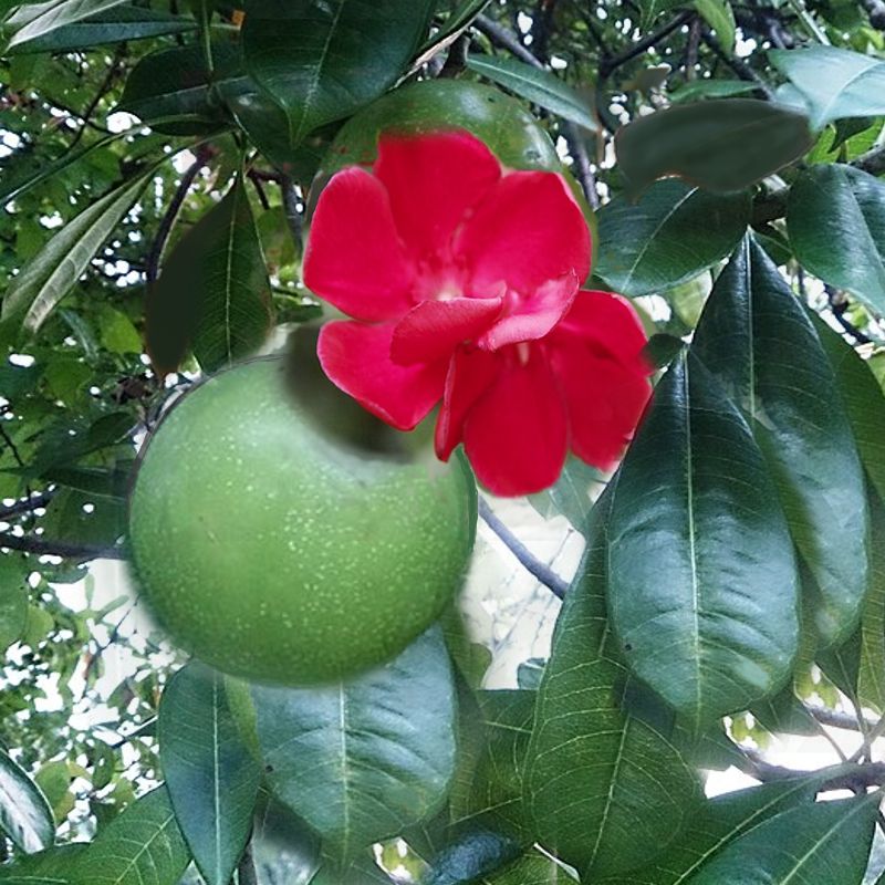 Nerium Cerberus - 狱火夹竹桃