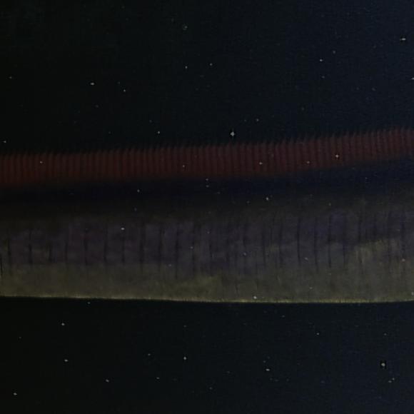 oarfish.jpg